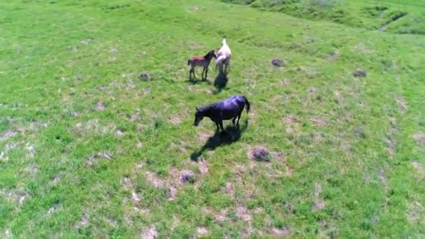 Vuelo sobre el rebaño de caballos salvajes en el prado de montaña. Verano montañas naturaleza salvaje. Concepto de ecología de libertad. — Vídeos de Stock