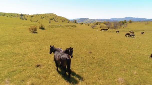 Repülés vad lovak csordája felett a hegyi réten. Nyári hegyek vad természet. Szabadság-ökológia. — Stock videók