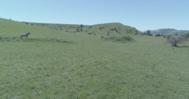 Vuelo sobre el rebaño de caballos salvajes en el prado de montaña. Verano montañas naturaleza salvaje. Color crudo plano. — Vídeos de Stock