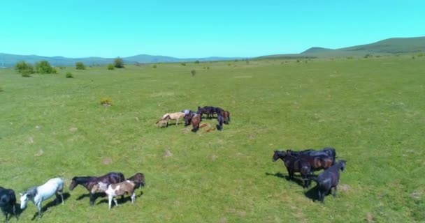 Repülés vad lovak csordája felett a hegyi réten. Nyári hegyek vad természet. Szabadság-ökológia. — Stock videók