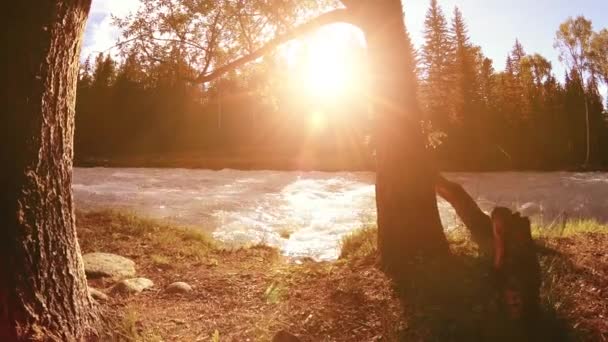 Prato sulla riva del fiume di montagna. Paesaggio con erba verde, pini e raggi del sole. Movimento su carrello scorrevole motorizzato. — Video Stock