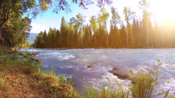 Meadow a hegyi folyóparton. Tájkép zöld fűvel, fenyőfákkal és napsugarakkal. Motoros tolókocsi mozgása. — Stock videók