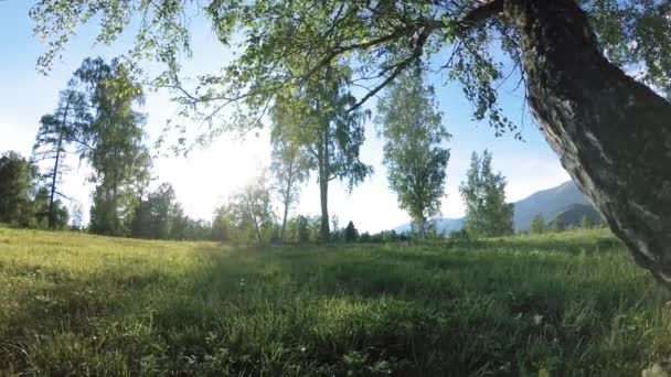 Sonnige ländliche Wiese in Berglandschaft mit grünem Gras, Bäumen und Sonnenstrahlen. Diagonale Bewegung auf motorisiertem Schiebewagen. — Stockvideo