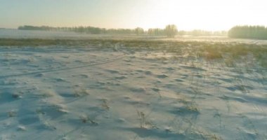 Arktik çayırlı soğuk kış manzarası, karla kaplı ağaçlar ve ufukta sabah güneşleri..