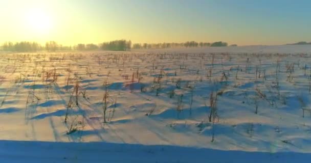 Luchtfoto drone uitzicht op koud winterlandschap met poolveld, bomen bedekt met vorst sneeuw en ochtendzon stralen over horizon. — Stockvideo