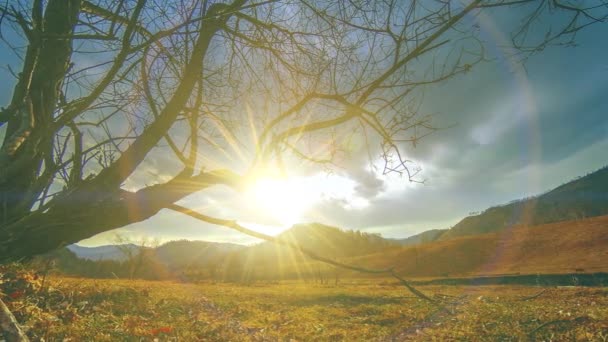 Time lapse of death tree and dry yellow grass at mountian landscape with clouds and sun rays. Movimiento deslizante horizontal — Vídeos de Stock