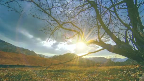 Time lapse of death tree and dry yellow grass at mountian landscape with clouds and sun rays. Movimiento deslizante horizontal — Vídeos de Stock