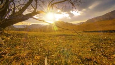 Ölüm ağacı ve dağlık arazide bulutlu ve güneş ışınlı kuru sarı çimenler. Yatay kaydırma hareketi