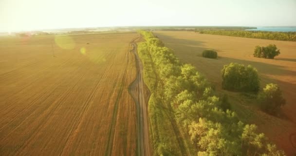 Uhd 4k légifelvételek. Alacsony repülés, zöld és sárga búza vidéki mező fölött, és fa vonal — Stock videók