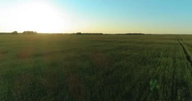 Yaz mevsiminde, sonsuz sarı manzaralı kırsal arazinin üzerinde alçak irtifa uçuşu. Ufuktaki güneş ışınları.
