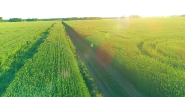 Vue aérienne sur le jeune garçon, qui monte à vélo à travers un champ d'herbe de blé sur la vieille route rurale. Lumière du soleil et rayons. — Video