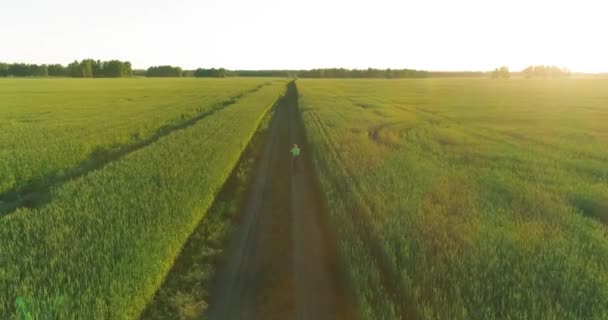 Flygfoto på ung pojke, som rider en cykel genom ett vete gräs fält på den gamla landsvägen. Solljus och strålar. — Stockvideo