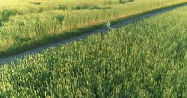 Flygfoto på ung pojke, som rider en cykel genom ett vete gräs fält på den gamla landsvägen. Solljus och strålar. — Stockvideo