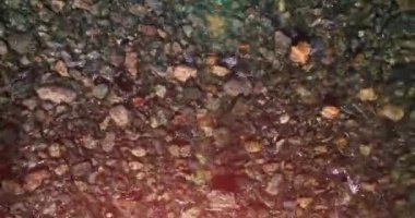 Güneşli yaz sabahında temiz ve taze bir dağ nehri üzerinde uçuşun ortasındayız. Üst görünüm ve yatay hareket