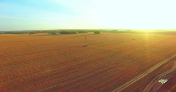 UHD 4K vista aérea. Vuelo en el aire sobre campo rural de trigo amarillo — Vídeos de Stock