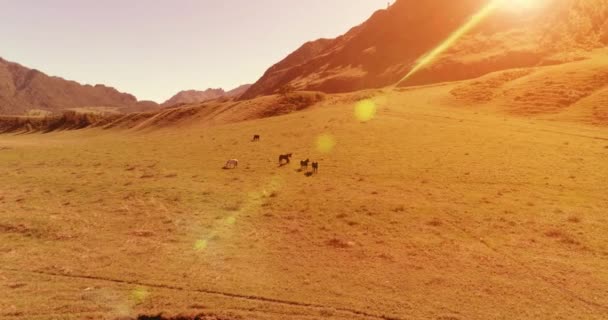 牧草地で野生の馬の群れの上の飛行。春の山野生の自然。自由生態学の概念. — ストック動画