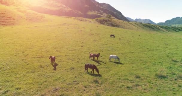 Flucht über Wildpferde auf der Weide. Frühling Berge wilde Natur. Freiheits-Ökologiekonzept. — Stockvideo