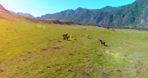 牧草地で野生の馬の群れの上の飛行。春の山野生の自然。自由生態学の概念. — ストック動画