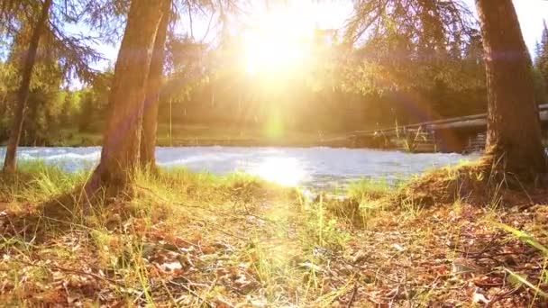 Meadow a hegyi folyóparton. Tájkép zöld fűvel, fenyőfákkal és napsugarakkal. Motoros tolókocsi mozgása. — Stock videók