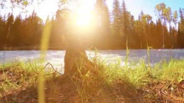 Dağ nehri kıyısındaki çayır. Yeşil çimlerle, çam ağaçlarıyla ve güneş ışınlarıyla kaplı bir manzara. Motorlu kaydırma kulesinde hareket.
