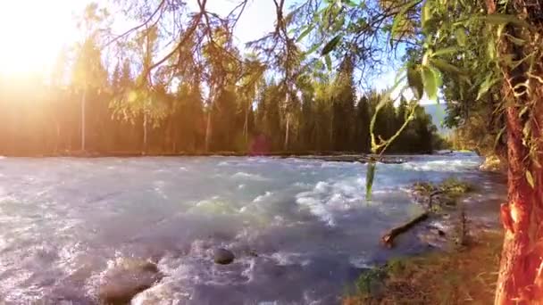 Meadow a hegyi folyóparton. Tájkép zöld fűvel, fenyőfákkal és napsugarakkal. Motoros tolókocsi mozgása. — Stock videók