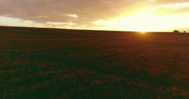 Vlucht boven landelijk zomerlandschap met eindeloos geel veld op zonnige zomeravond. Landbouwgrond bij zonsopgang in de herfst — Stockvideo