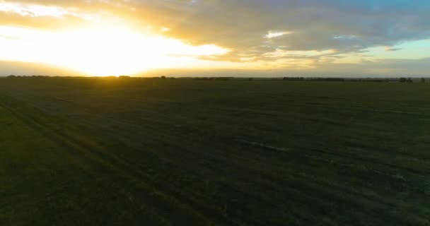 Let nad venkovskou letní krajinou s nekonečným žlutým polem za slunečného letního večera. Zemědělská zemědělská půda při východu slunce — Stock video