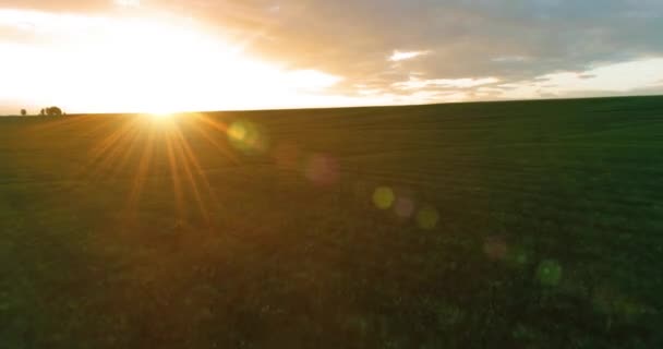 Vuelo sobre el paisaje rural de verano con un campo amarillo infinito en la soleada noche de verano. Campos agrícolas al amanecer de otoño — Vídeo de stock