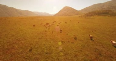 Güneşli yaz sabahında kayalarla birlikte taze, hızlı dağ nehri üzerinde alçak irtifa uçuşu..