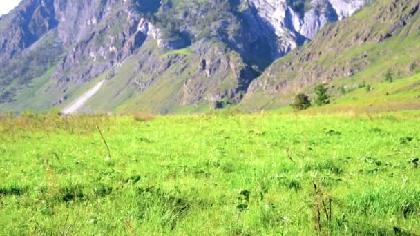 Randonnée pédestre homme marchant sur verdoyant pré de montagne avec sac à dos. Sport d'été et concept de loisirs . — Video