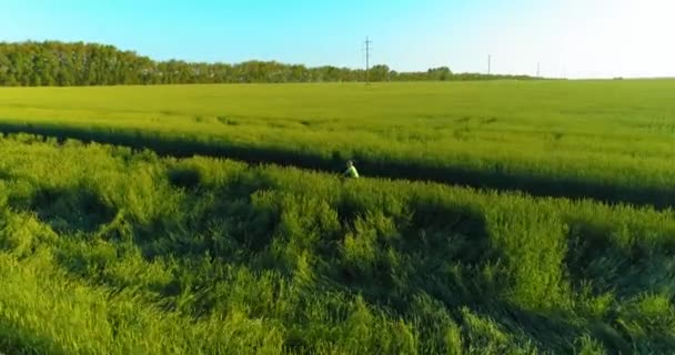 少年は、古い農村部の道路上のコムギの芝生のフィールドを介して自転車に乗るの空中ビュー。日光と梁. — ストック動画