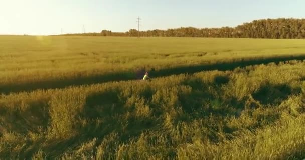 Vue aérienne sur le jeune garçon, qui monte à vélo à travers un champ d'herbe de blé sur la vieille route rurale. Lumière du soleil et rayons. — Video