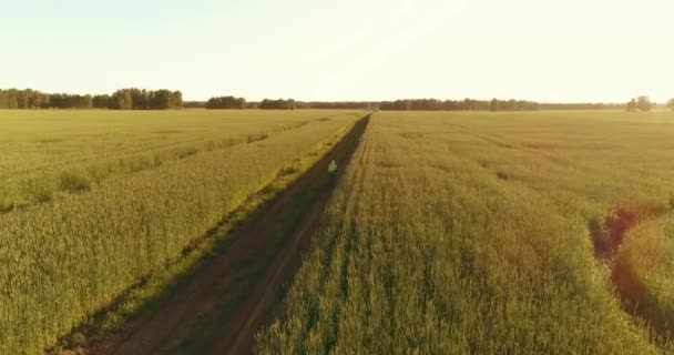 Vista aérea sobre o menino, que monta uma bicicleta através de um campo de grama de trigo na antiga estrada rural. Luz solar e vigas. — Vídeo de Stock