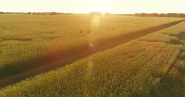 Vue aérienne sur le jeune garçon, qui monte à vélo à travers un champ d'herbe de blé sur la vieille route rurale. Lumière du soleil et rayons. — Video