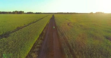 Kırsal yoldaki bir çim tarlasında bisiklet süren genç bir çocuğun hava manzarası. Güneş ışığı ve ışınlar.
