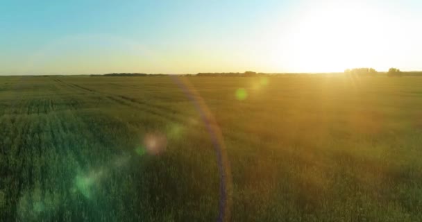 Voo de baixa altitude acima do campo de verão rural com infinita paisagem amarela na noite ensolarada de verão. Raios solares no horizonte. — Vídeo de Stock