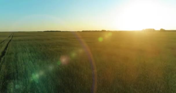 Low altitude flight above rural summer field with endless yellow landscape at summer sunny evening. Sun rays on horizon. — Stock Video