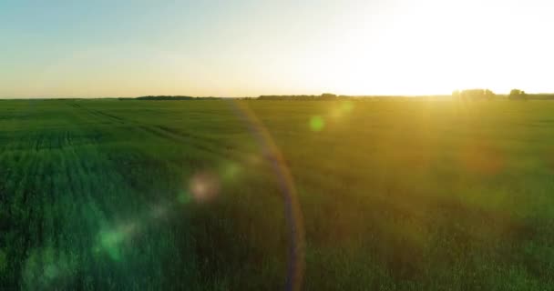 Nízká nadmořská výška nad venkovským letním polem s nekonečnou žlutou krajinou v letním slunném večeru. Sluneční paprsky na horizontu. — Stock video