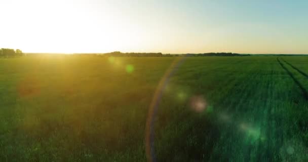 Vol à basse altitude au-dessus d'un champ d'été rural avec un paysage jaune infini en soirée ensoleillée d'été. Rayons solaires à l'horizon. — Video