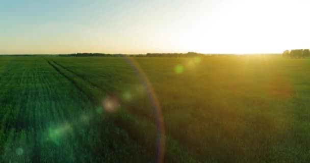 Vuelo de baja altitud sobre el campo de verano rural con un paisaje amarillo interminable en la tarde soleada de verano. Rayos de sol en el horizonte. — Vídeo de stock