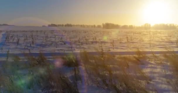 Aerial drone view of cold winter landscape with arctic field, trees covered with frost snow and morning sun rays over horizon. — Stock Video