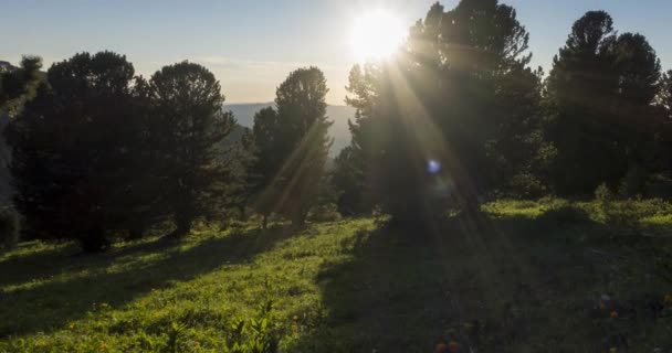 Dağ çayırı zamanı. Vahşi doğa ve kırsal alan. Bulutlar, ağaçlar, yeşil çimenler ve güneş ışınları hareketi. Kamera hareketi. — Stok video