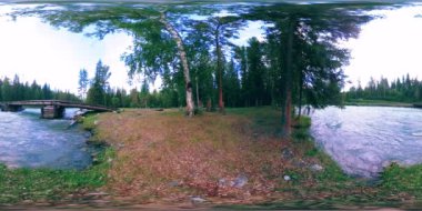 Vahşi bir ormanın 360 VR sanal gerçekliği. Çam ormanı, küçük, hızlı, soğuk dağ nehri. Ulusal park.
