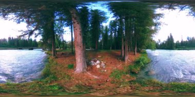 Vahşi bir ormanın 360 VR sanal gerçekliği. Çam ormanı, küçük, hızlı, soğuk dağ nehri. Ulusal park.