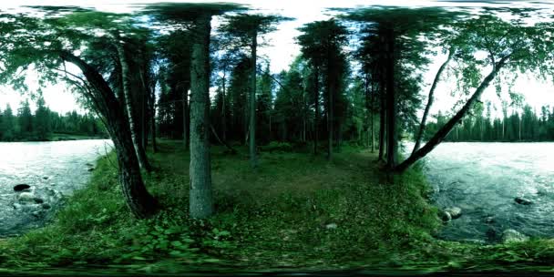 360 VR wirtualna rzeczywistość dzikiego lasu. Las sosnowy, mała, szybka, zimna górska rzeka. Park Narodowy. — Wideo stockowe
