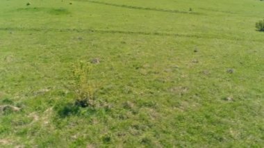 Dağ çayırında vahşi atların üzerinden uçmak. Yaz dağları vahşi doğa. Özgürlük ekolojisi kavramı.