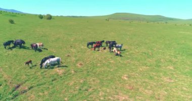 Dağ çayırında vahşi atların üzerinden uçmak. Yaz dağları vahşi doğa. Özgürlük ekolojisi kavramı.