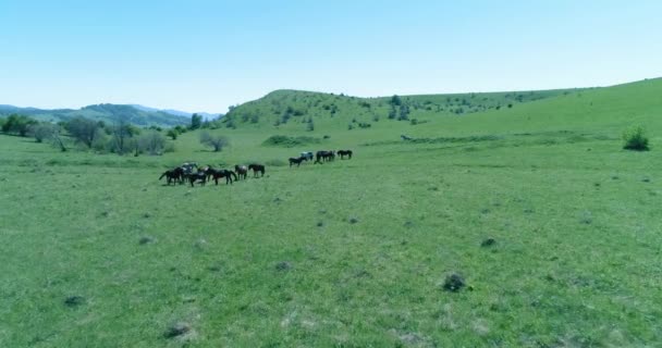 Vlucht over wilde paarden kudde op bergweide. Zomer bergen wilde natuur. Vrijheid ecologisch concept. — Stockvideo