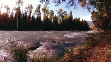 Dağ nehri kıyısındaki çayır. Yeşil çimlerle, çam ağaçlarıyla ve güneş ışınlarıyla kaplı bir manzara. Motorlu kaydırma kulesinde hareket.