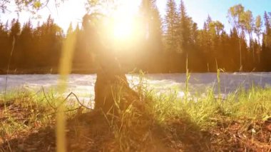 Dağ nehri kıyısındaki çayır. Yeşil çimlerle, çam ağaçlarıyla ve güneş ışınlarıyla kaplı bir manzara. Motorlu kaydırma kulesinde hareket.